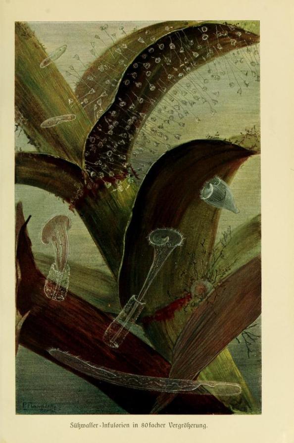 brehmstierlebena11918breh_0135